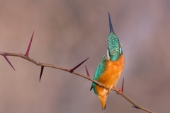 Kingfisher I